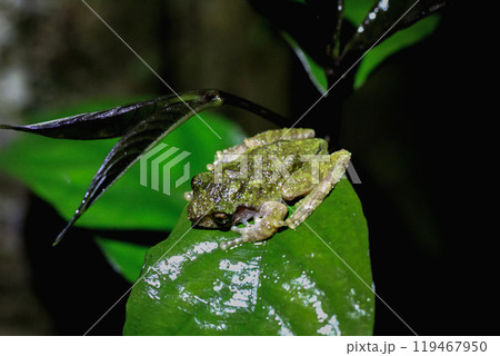 Eiffinger's Tree Frog Camouflaged on Fern Leaves, New Taipei City, Taiwan. 119467950