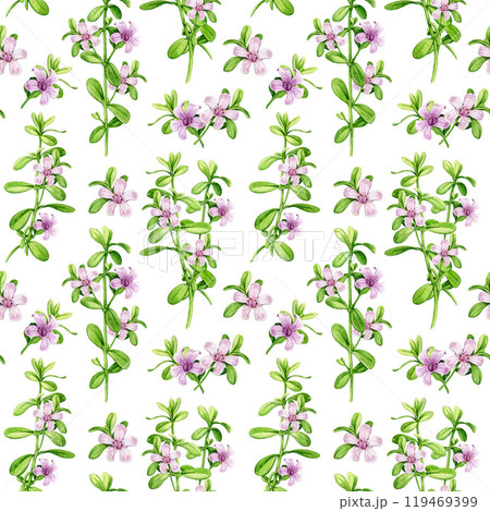 Bacopa monnieri herb vintage style seamless pattern. Hand drawn adaptogenic bacopa plant watercolor botanical illustration. Brahmi herb ayurveda medicine seamless pattern element on white background Bacopa monnieri herb vintage style seamless pattern. Hand drawn adaptogenic bacopa plant watercolor botanical illustration. Brahmi herb ayurveda medicine seamless pattern element on white background 119469399