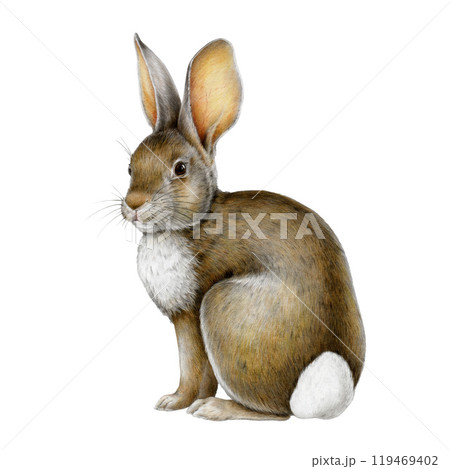 Cute little bunny painted illustration. Hand drawn rabbit vintage style image. Small bunny wildlife and domestic mammal sitting on white background. Funny hare Easter traditional animal symbol 119469402