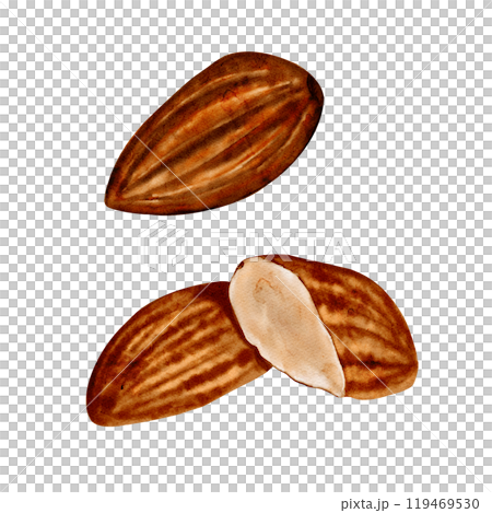 Set of almonds. Isolated nuts. No background. Watercolor illustration. In brown and milky colors. High quality illustration 119469530
