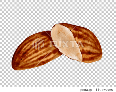 Large almond nut. Brown and beige. Elongated shape. One whole nut. The second nut is half. Watercolor illustration. No background. 119469560