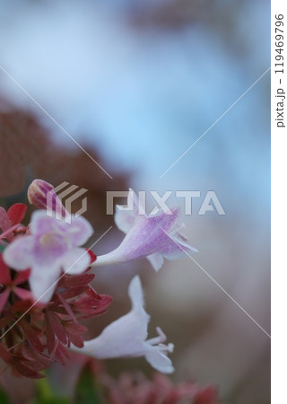 秋に咲くピンクのアベリアの花 119469796