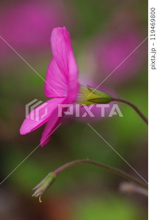 木漏れ日の中のオキザリス・ボーウィ 119469800