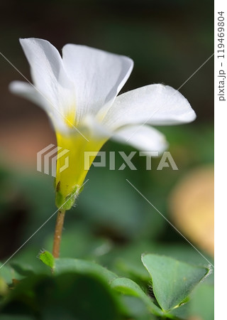 白いフヨウカタバミ 119469804