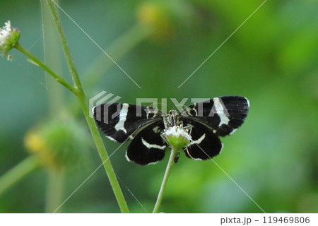 シロオビクロナミシャクの裏面と顔 119469806