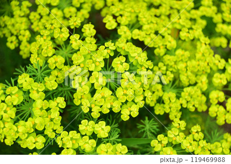 マツバトウダイの花 マツバトウダイの花 119469988