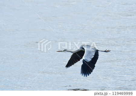 海を低く飛ぶアオサギ 119469999