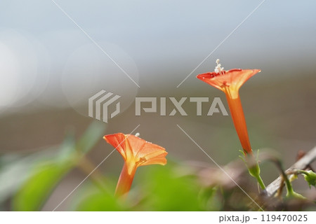 マルバルコウソウの花のアップ 119470025