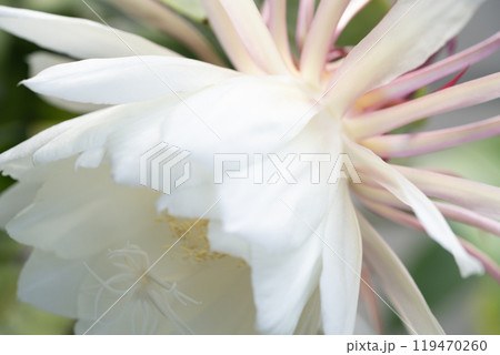 月下美人の花 月下美人の花 119470260