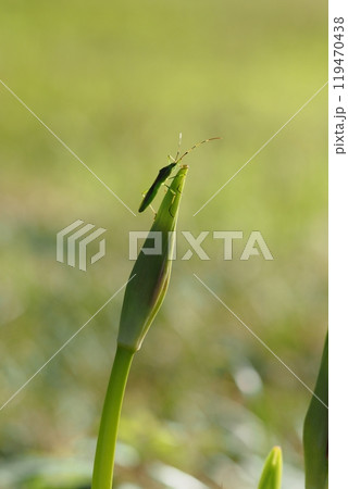 ヒガンバナのつぼみとバッタ 119470438