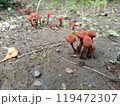 秋の庭に生えるキノコ 119472307