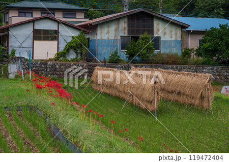 彼岸花の里　秋の田んぼ景色 119472404