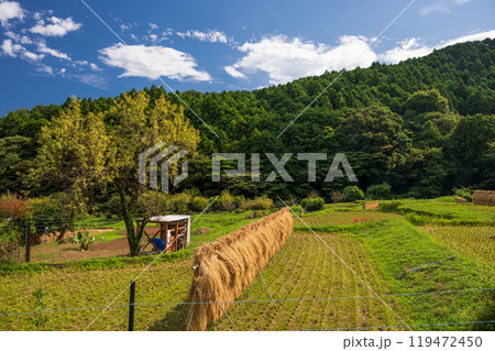 伊勢原の原風景　彼岸花の里 119472450