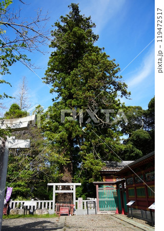 大杉神社 三郎杉 大杉神社 三郎杉 119472517