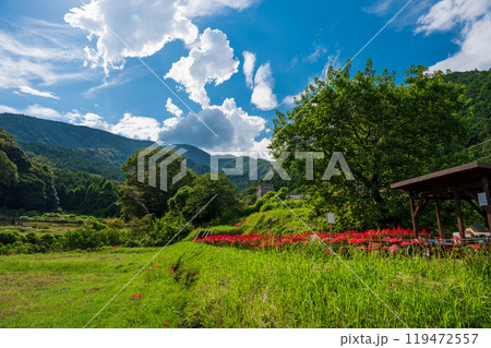 サルビアが咲き誇る里景色 日向 彼岸花の里 サルビアが咲き誇る里景色 日向 彼岸花の里 119472557