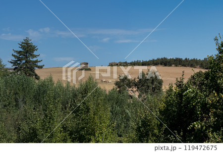 Peaceful Rural Landscape with Fields, Trees, and Sky 119472675