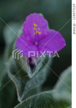 可憐に咲くトラディスカンティア・シラモンタナの花 可憐に咲くトラディスカンティア・シラモンタナの花 119473124