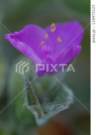 冬に咲くトラディスカンティア・シラモンタナの花 冬に咲くトラディスカンティア・シラモンタナの花 119473125