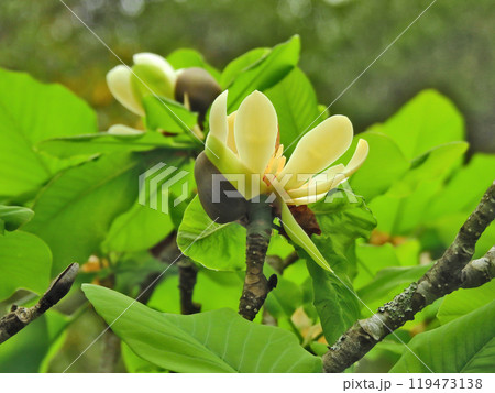 輪生状の大きな葉の中に花が咲いた落葉高木のホオノキ 119473138
