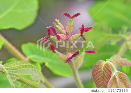 赤い花が咲いた落葉高木のオニグルミ 119473156