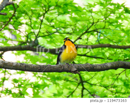 木の枝にとまって囀る黄色と黒の美しい夏鳥キビタキ 木の枝にとまって囀る黄色と黒の美しい夏鳥キビタキ 119473163