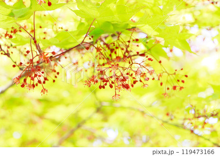 紅い小さな花がたくさん付いたモミジの木の枝 紅い小さな花がたくさん付いたモミジの木の枝 119473166