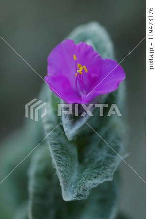 ピンク色の花びらの上に乗る小さな花 ピンク色の花びらの上に乗る小さな花 119473176
