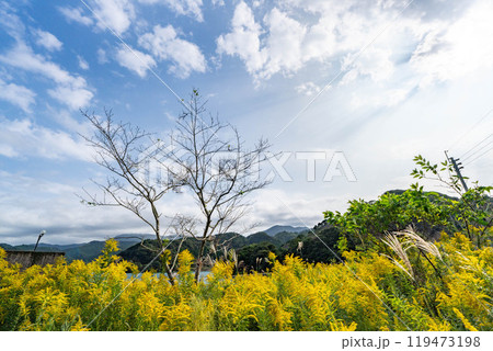 秋空とセイタカアワダチソウの風景 秋空とセイタカアワダチソウの風景 119473198
