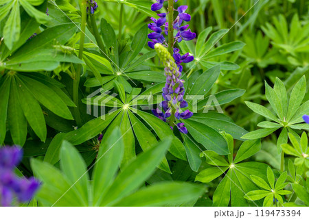 Lupinus, lupin, lupine field with pink, purple and blue flowers. Bunch of lupines summer flower background. Blooming lupine flowers . Lupine field. Colorful lupinus of pink, violet, blue, white 119473394