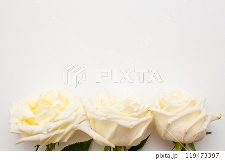 Two pink flowers of Eustoma isolated on white background 119473397