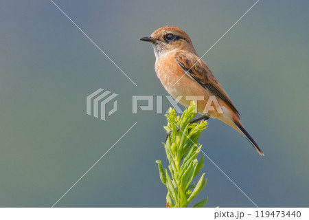 ノビタキ雄冬羽 119473440