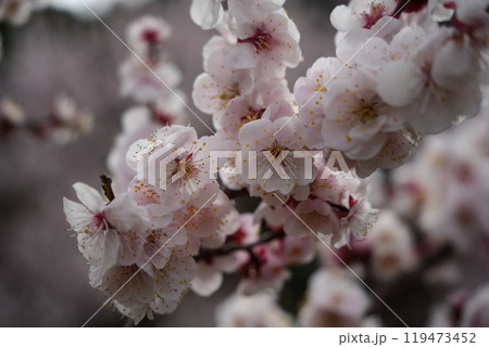 優美な梅の花 優美な梅の花 119473452