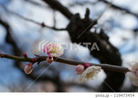 ゲンペイ咲きの梅の花 ゲンペイ咲きの梅の花 119473454