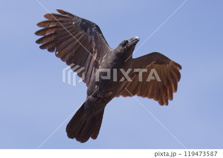 青空を飛ぶハシブトガラス 青空を飛ぶハシブトガラス 119473587