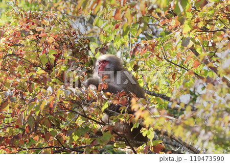 熟した木の実を探す野生のニホンザル 熟した木の実を探す野生のニホンザル 119473590
