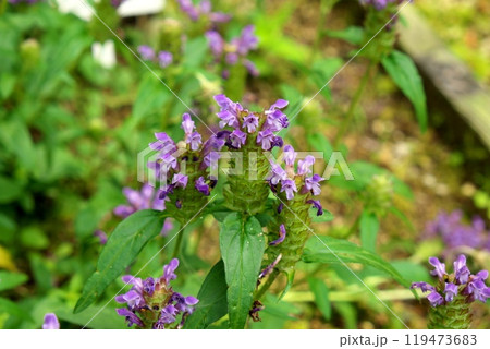 ウツボグサ 119473683