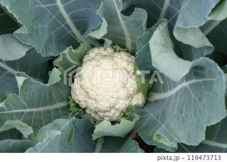 カリフラワー 119473713