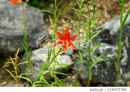 ヒメユリの花 ヒメユリの花 119473760