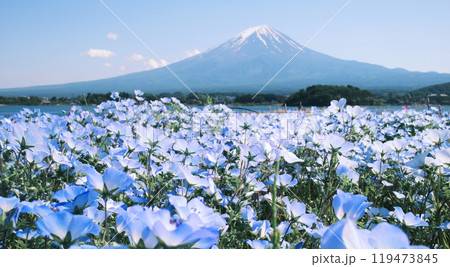 blossom of Nemophila or Baby Blue Eyes flower with the background of Mt fuji blossom of Nemophila or Baby Blue Eyes flower with the background of Mt fuji 119473845