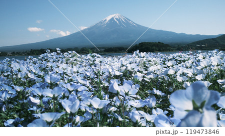 blossom of Nemophila or Baby Blue Eyes flower with the background of Mt fuji blossom of Nemophila or Baby Blue Eyes flower with the background of Mt fuji 119473846