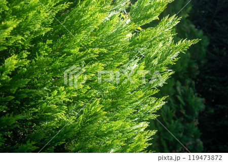光を受けて輝く鮮やかな緑色のコニファー 119473872