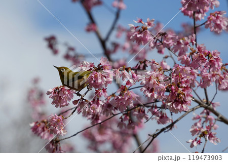 オカメ桜とメジロの優雅な春 オカメ桜とメジロの優雅な春 119473903