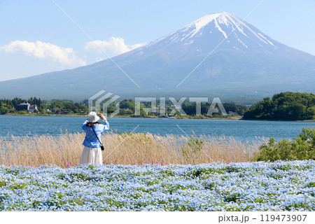 blossom of Nemophila or Baby Blue Eyes flower with the background of Mt fuji blossom of Nemophila or Baby Blue Eyes flower with the background of Mt fuji 119473907