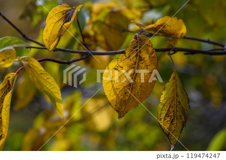 黄葉（山鼻川）_8692 119474247