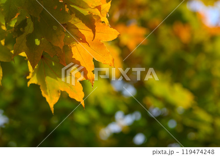 黄葉（山鼻川）_8783 119474248