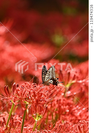 赤い彼岸花の蜜を吸うアゲハチョウ 赤い彼岸花の蜜を吸うアゲハチョウ 119474316