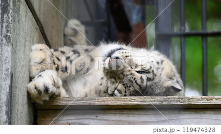 ネコのように安心して横になるユキヒョウ 119474328