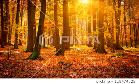 紅葉の森のイラスト 119474329