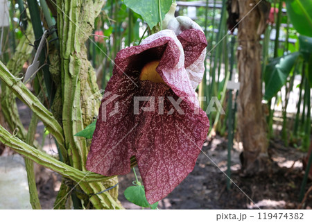 アリストロギアギガンテアの花 アリストロギアギガンテアの花 119474382