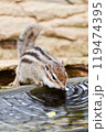 水を飲むシマリス 119474395